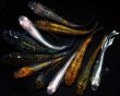 画像3: 【現物個体】上物ラメメダカミックス 10匹 B9 (3)