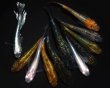 画像2: 【現物個体】上物ラメメダカミックス 10匹 B9 (2)