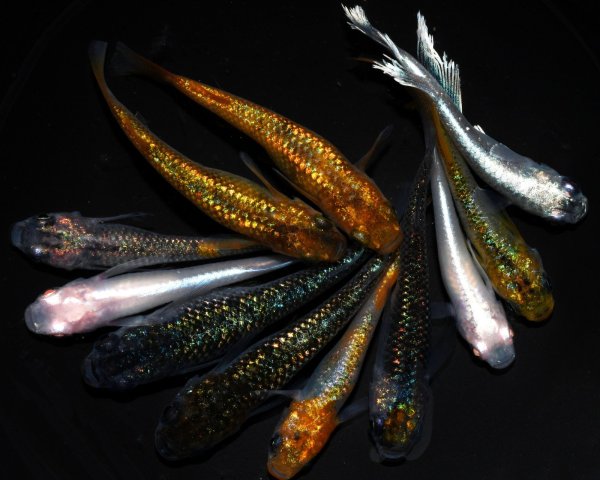 画像1: 【現物個体】上物ラメメダカミックス 10匹 B9 (1)