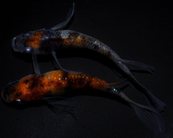 画像1: 【現物個体】孔雀明王　上物1ペア　B12 (1)