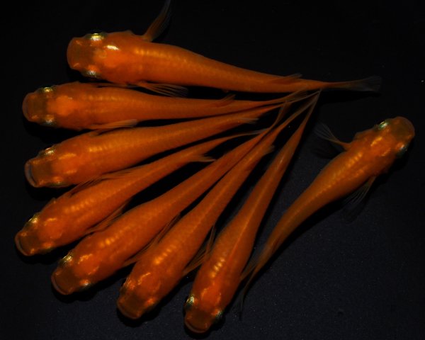 画像1: 【現物個体】大和紅帝 雄2.雌8　B35 (1)