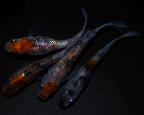 画像1: 【現物個体】 孔雀明王 雄1.雌3　A96 (1)