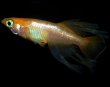 画像1: 【現物個体】不死鳥風雅 上物1ペア　S5 (1)