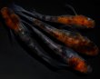 画像1: 【現物個体】孔雀明王 上物2ペア　A28 (1)