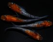画像1: 【現物個体】孔雀明王 若魚 雄1.雌3　A68 (1)