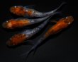 画像3: 【現物個体】孔雀明王 若魚 雄1.雌3　A68 (3)