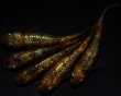 画像3: 【現物個体】童虎 上物 雄1.雌4　A64 (3)