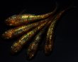 画像1: 【現物個体】童虎 上物 雄1.雌4　A64 (1)
