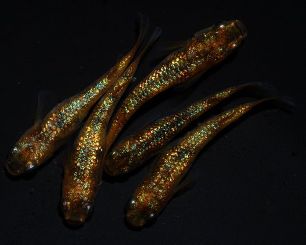 画像1: 【現物個体】童虎 極上 雄1.雌4 (1)