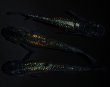 画像3: 【現物個体】鬼ラメ 雄1.雌2　A57 (3)