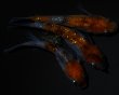 画像2: 【現物個体】孔雀明王 若魚 雄1.雌2　A67 (2)