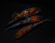 画像4: 【現物個体】孔雀明王 若魚 雄1.雌2　A67 (4)