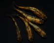 画像4: 【現物個体】童虎 極上 雄1.雌4 (4)