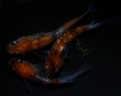 画像3: 【現物個体】孔雀明王 若魚 雄1.雌2　A67 (3)