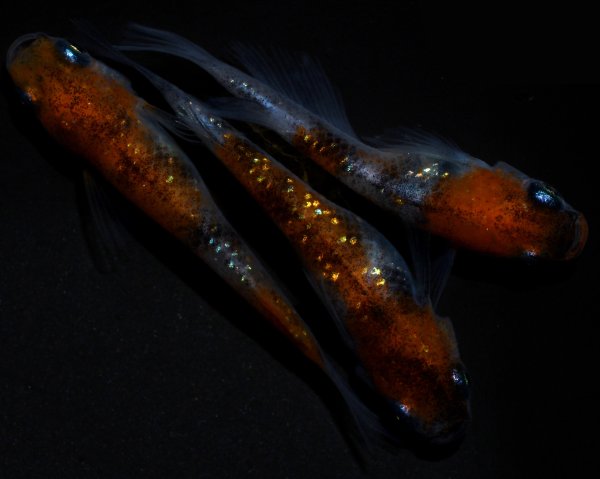 画像1: 【現物個体】孔雀明王 若魚 雄1.雌2　A67 (1)