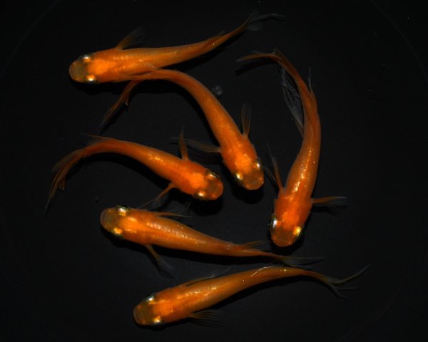 画像1: 【現物個体】不死鳥風雅 3ペア　B3 (1)