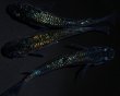 画像2: 【現物個体】鬼ラメ 雄1.雌2　A57 (2)