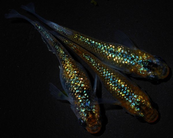 画像1: 【現物個体】月弓 特上若魚 雄1.雌2　B19 (1)