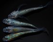 画像3: 【現物個体】孔雀青EVO 雄1.雌3　B44 (3)