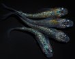 画像1: 【現物個体】孔雀青EVO 雄1.雌3　B44 (1)
