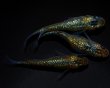 画像3: 【現物個体】月弓 特上若魚 雄1.雌2　B19 (3)