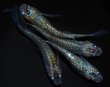 画像2: 【現物個体】孔雀青EVO 雄1.雌3　B44 (2)