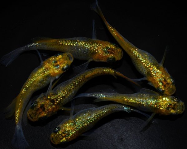 画像1: 【現物個体】一騎当千 3ペア　B25 (1)
