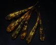 画像4: 【現物個体】童虎 雄1.雌5　B23 (4)
