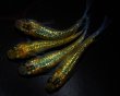 画像3: 【現物個体】月の響 上物若魚 雄1.雌3　A61 (3)