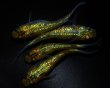 画像1: 【現物個体】月の響 上物若魚 雄1.雌3　A8 (1)