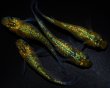 画像5: 【現物個体】月の響 上物若魚 雄1.雌3　A8 (5)