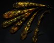 画像3: 【現物個体】童虎 雄1.雌5　B23 (3)