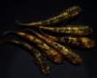 画像1: 【現物個体】童虎 雄1.雌5　B23 (1)
