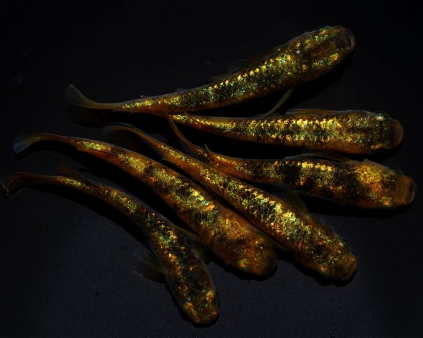 画像1: 【現物個体】童虎 雄1.雌5　B23 (1)