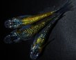 画像1: 【現物個体】月弓 新系統 雄2.雌1　A72 (1)