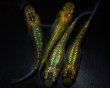 画像2: 【現物個体】月の響 上物若魚 雄1.雌3　A61 (2)