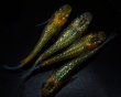画像4: 【現物個体】月の響 上物若魚 雄1.雌3　A61 (4)