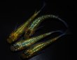 画像5: 【現物個体】月の響 上物若魚 雄1.雌3　A61 (5)