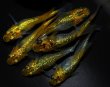 画像3: 【現物個体】一騎当千 3ペア　B25 (3)