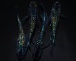 画像3: 【現物個体】フォージド 強青ラメタイプ 2ペア　B7 (3)