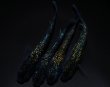 画像5: 【現物個体】フォージド 強青ラメ 極上 雄1.雌3　B3 (5)