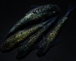 画像4: 【現物個体】フォージド 2ペア　A93 (4)
