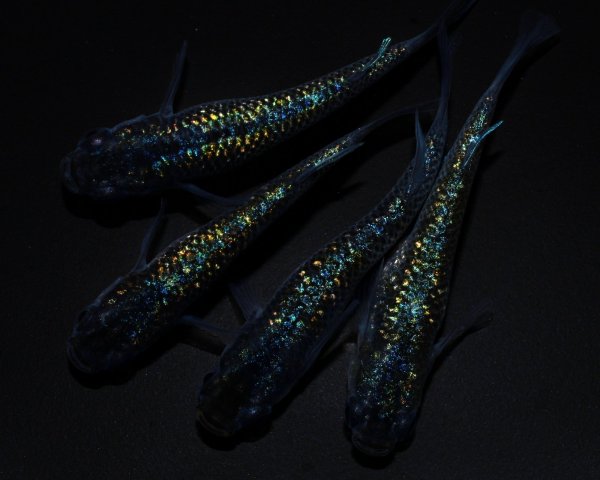 画像1: 【現物個体】フォージド 強青ラメタイプ 2ペア　A64 (1)