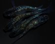 画像1: 【現物個体】フォージド 強青ラメタイプ 2ペア　B7 (1)