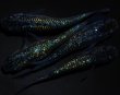 画像2: 【現物個体】フォージド 強青ラメタイプ 2ペア　A64 (2)