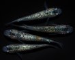 画像3: 【現物個体】孔雀青 雄1.雌3　B13 (3)