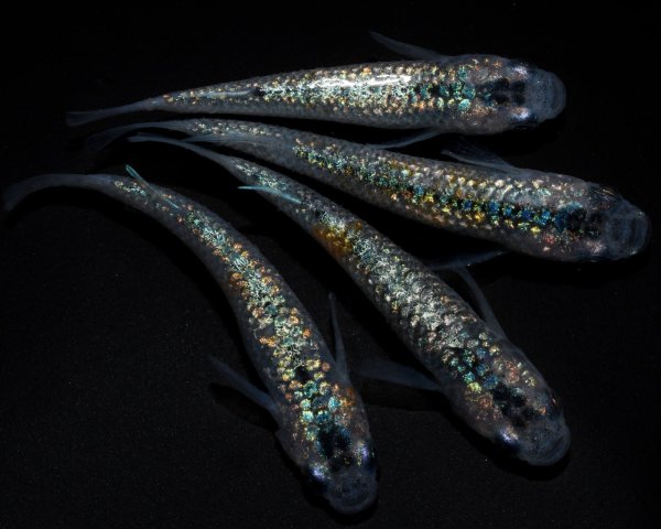 画像1: 【現物個体】孔雀青 雄1.雌3　B13 (1)