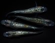 画像5: 【現物個体】孔雀青 雄1.雌3　B13 (5)