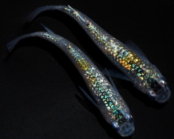 画像1: 【現物個体】孔雀青 1ペア　B28 (1)
