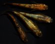 画像4: 【現物個体】　童虎 2ペア　B35 (4)